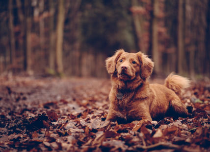 Wellbeing for our pets from 10 Limited