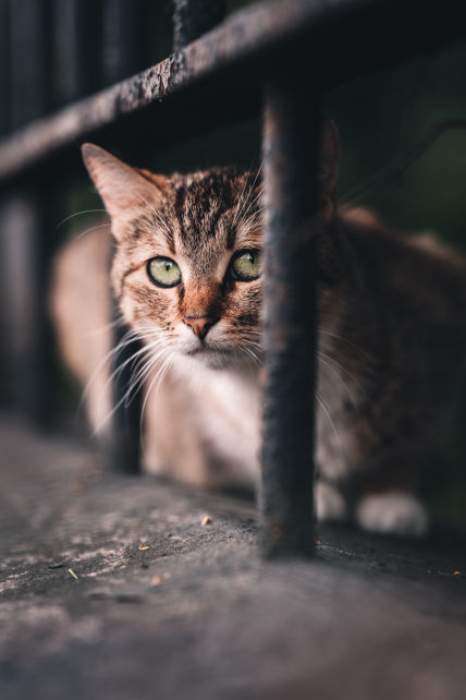 Exploring Nature with cats  through 10 Limited